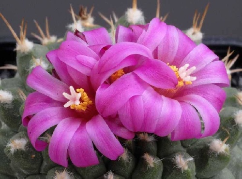 cactus_flowers_27