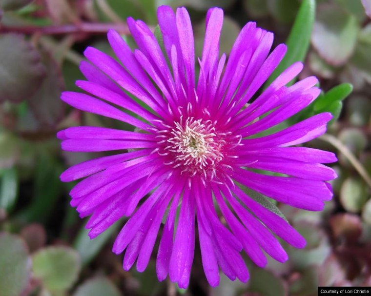 flouloudi  mwb ELENH